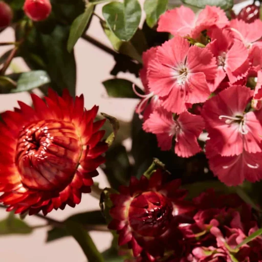 Sunset_Fleur_7ba4d258-d5d0-4c57-b3c5-00028680ee01