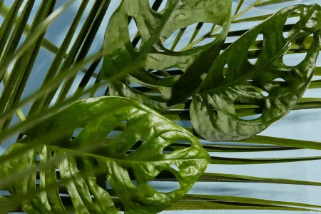 Náhradná náplň pre antibakteriálny sprej Forest Grace